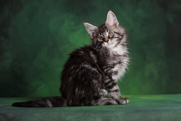 Wall Mural - beautiful tabby maine coon kitten sitting on green studio background