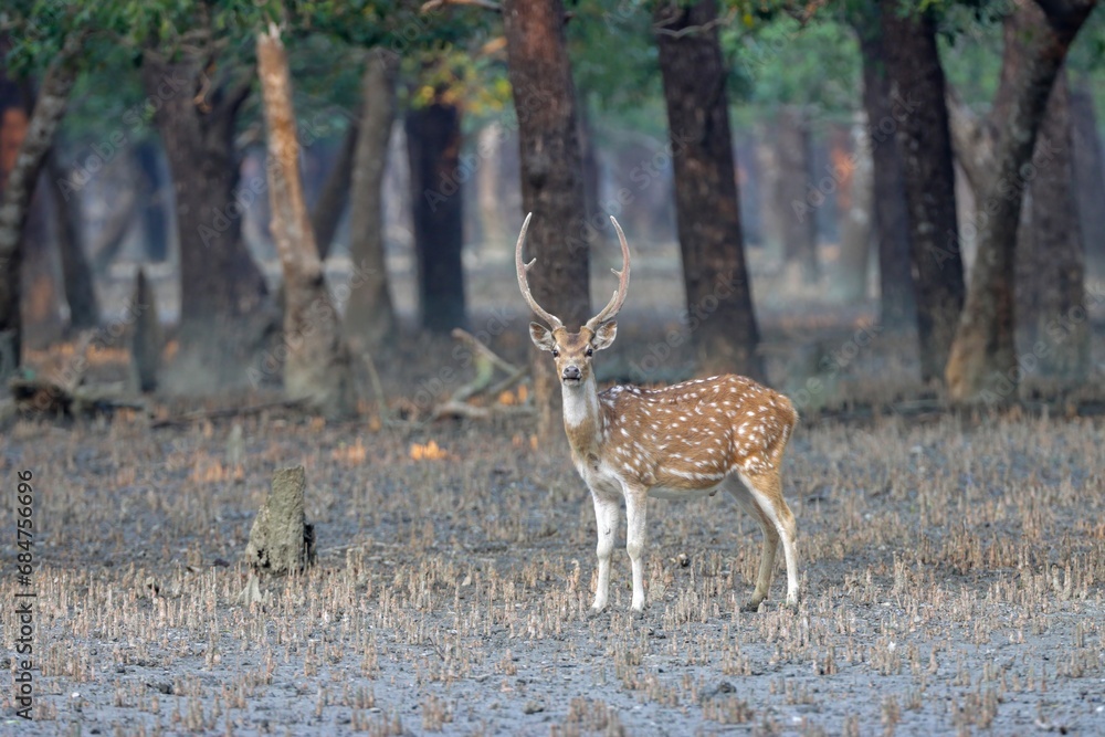 Stock-Foto „Wild chital, also known as spotted deer, chital deer, and ...