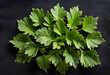 An image capturing the fresh and vibrant essence of cilantro leaves
