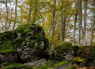 Moss-covered rocks in the shape of two animals' faces (Pareidolia), among the trees in autumn, Monte Amiata, Tuscany, Italy