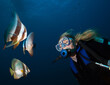 Blonde woman diver and group of batfish.