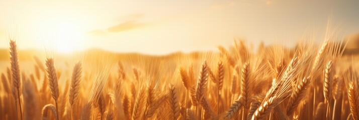 Wheat Field. Field and. Sky