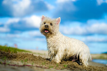 Encantador Cachorro Branco Com Pelagem Molhada, Desfrutando Da Praia Com Suas Patas Na Areia. Uma Cena Refrescante Que Captura A Alegria E A Curiosidade Do Pet à Beira-mar.