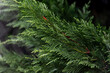 fresh green tuja branches. Natural green background , branch of thuja
