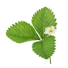 Wall Mural - Strawberry leaves and flower isolated on white background with clipping path