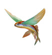 Flying fish jumping and flying on white. Fish realistic isolated illustration.
