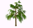 Archaeopteris Devonian Tree - Archaeopteris is one of Earth’s earliest trees, if not the earliest. Like all Devonian vegetation, it used to grow close to waters. Diffused in both Laurasia and Gondwana