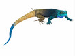 Black-Necked Agama Male - This cold blooded male lizard is a small predator that lives in Africa.