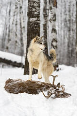 Canvas Print - Grey Wolf (Canis lupus) Stands Atop Body of White-Tail Deer Winter