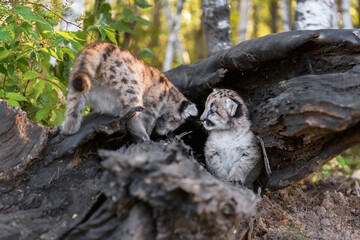 Wall Mural - Cougar Kitten (Puma concolor) Looks at Sibling Crawling Into Log Autumn