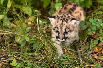 Wall Mural - Cougar Kitten (Puma concolor) Creeps Past Clover Autumn