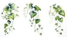 Set Of Three Watercolor Ivy Vine Leaves Cascading AI Generated