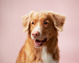 Fototapeta Psy - Gentle dog, serene pastel backdrop. A Nova Scotia Duck Tolling Retriever offers a soft gaze in a studio with a rosy background