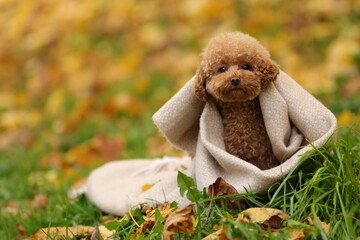 Wall Mural - Cute Maltipoo dog wrapped in blanket in autumn park, space for text