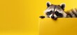 Mischievous raccoon peeking out from behind a yellow gift box with a playful grin on yellow.