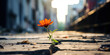 single flower emerging from a crack in an old, weathered road, set against the backdrop of historic city buildings