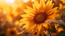 A Captivating Close-up Shot Of A Sunflower Bathed In The Warm Golden Light Of The Setting Sun, With Its Petals Radiating A Sense Of Warmth, Happiness, And The Beauty Of Nature.