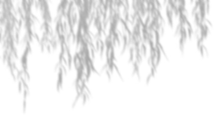 Wall Mural - vine leaves shadow blur cut out transparent backgrounds 3d illustration png