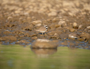 Wall Mural - Little Ringed Plover