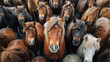 herd of horses close-up, many heads of horses background.