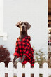 Pet portrait of cute Great Dane dog wearing Christmas sweatshirt standing on fence in front of house. 