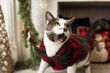 Cute portrait of cat yawning with mouth open wearing a Christmas sweatshirt. 
