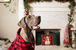 Dog portrait of Great Dane sitting in Christmas themed environment wearing a cute sweater. 