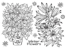 Black And White Design Set With Graphic Hand Drawn Bouquets Of Beautiful Winter Flowers - Poinsettia And Lily, New Year And Christmas Concept