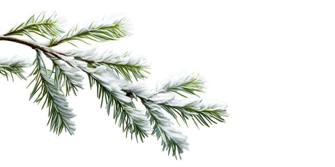 christmas snow fir branch isolated
