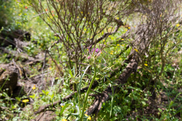 A solitary  Common thistle grows in the midst of green grass in the El Al National Nature Reserve located in the northern Galilee in Northern Israel