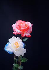 Beautiful two color roses, beautiful flowers roses outdoors