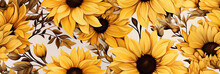Seamless Pattern With Yellow Flowers Of Flowering Blossom Sunflowers On White Background