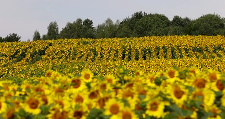 Wall Mural - yellow sunflowers during flowering, a field with sunflowers during flowering and pollination by insect bees