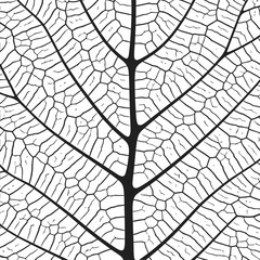 Wall Mural - leaf vein texture abstract background with close up plant leaf cells ornament texture pattern.