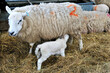 New born lamb feeding from mother