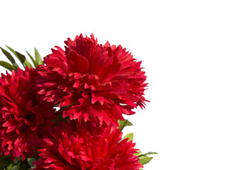 Wall Mural - red carnation flower made from soap on white background. red cloves flowers .