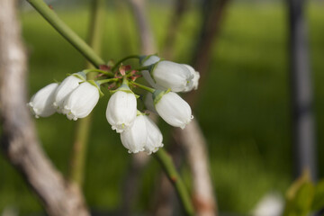 Canvas Print - White flowers on blueberry stem