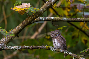 Wall Mural - Sperlingskauz (Glaucidium passerinum)