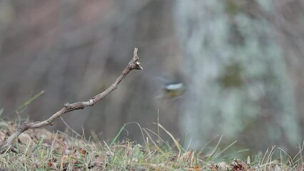 Wall Mural - A great tit lands on a branch in the woodland (Parus major)