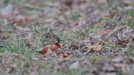 Wall Mural - Common chaffinch female on ground eats seeds (Fringilla coelebs)