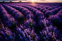 A Field Of Lavender Stretching To The Horizon, With The Intoxicating Scent Filling The Air, As The Last Light Of The Day Bathes The Landscape In A Soft Glow.