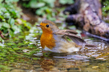 Wall Mural - Rotkehlchen (Erithacus rubecula)