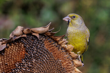 Wall Mural - Grünfink (Carduelis chloris) Männchen