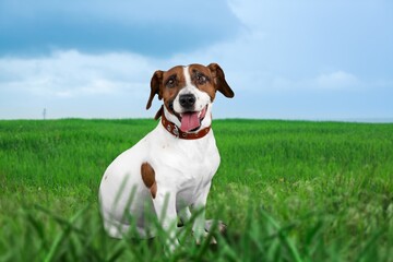 Wall Mural - A beautiful big smart dog in nature