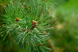 Fototapeta  - Zbliżenie na choinkę, drzewko świąteczne pachnące igliwiem