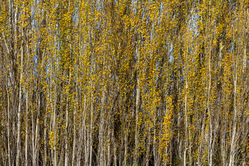  White poplars in autumn with golden leaves. Populus alba.