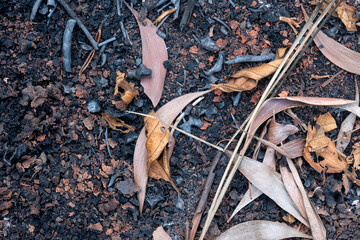 Poster - Fallen leaves on the ground