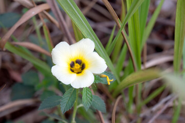 Poster - White flower with green leaves