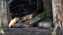 Sea Lions Resting Underneath A Cement Pier In Monterey, CA