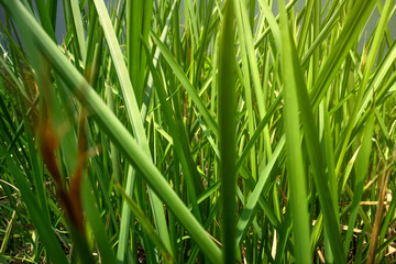 Canvas Print - Green grass on the field